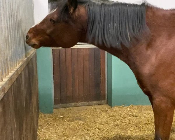 Video of Cusano