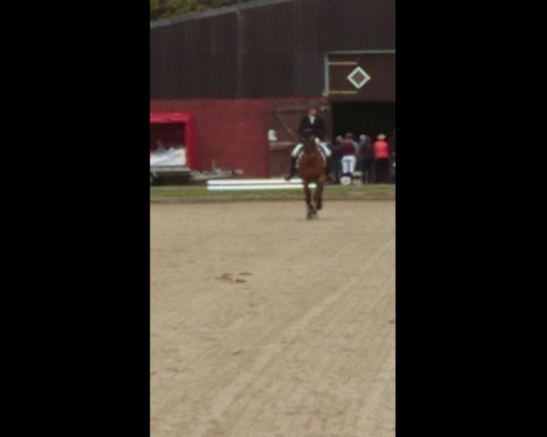 Video of Laurello