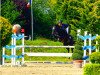 jumper Djaba Daba Duu (German Riding Pony, 2007, from Dirigent)