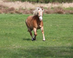 Zuchtstute Sandra (Haflinger, 2002, von Samurai (3,125% ox))