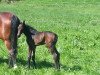 dressage horse Dancing Dakota 2 (Westphalian, 2014, from Destano)