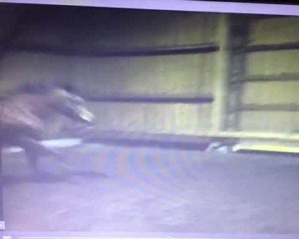 Video of Larissa Li 2