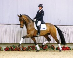 dressage horse Felicidade (Westfale, 2010, from Flanagan)