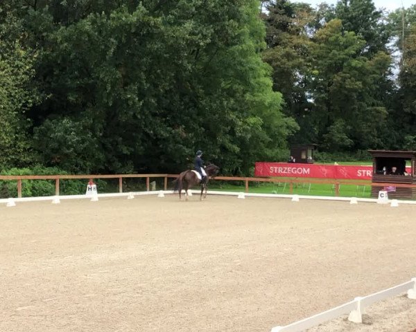 Video of Curley Boy