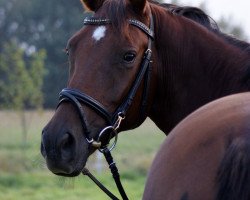 dressage horse Dr. Doolittle's Girl (Oldenburg, 2004, from Dr Doolittle 45)