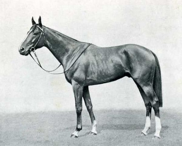 stallion Souverain xx (Thoroughbred, 1943, from Maravedis xx)