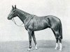 stallion Souverain xx (Thoroughbred, 1943, from Maravedis xx)