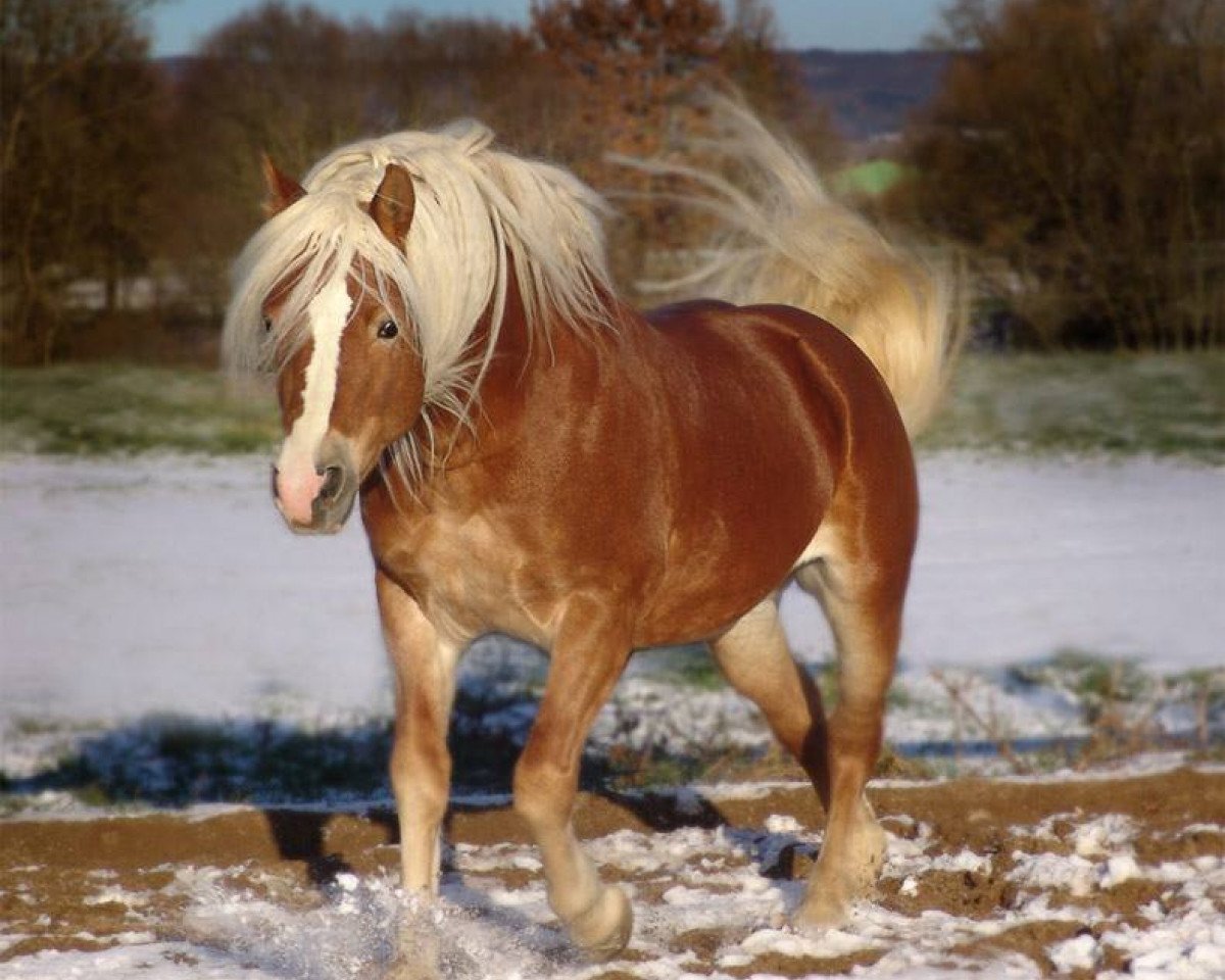 stallion Nathano (4,69% ox) (Edelbluthaflinger, 1999, from Nathian (3,125% ox))