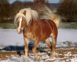 stallion Nathano (4,69% ox) (Edelbluthaflinger, 1999, from Nathian (3,125% ox))