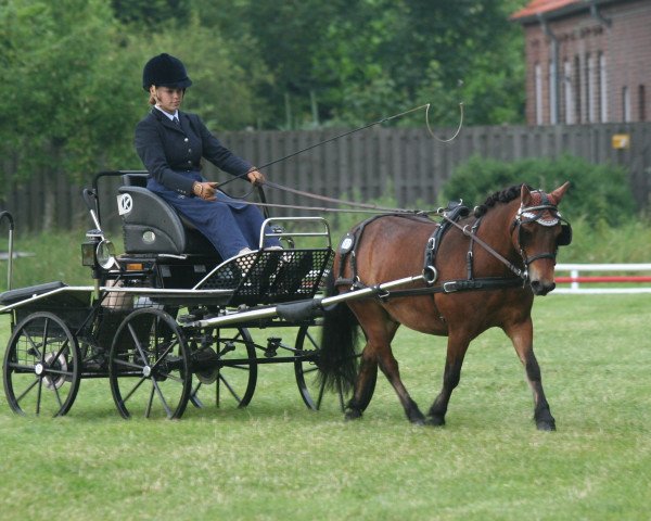 Pferd Pumuckel 86 (Shetland Pony, 1996)