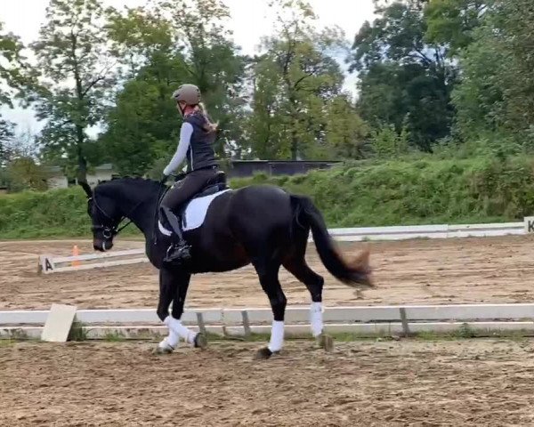 Video of Fürstenlooks Honeybee
