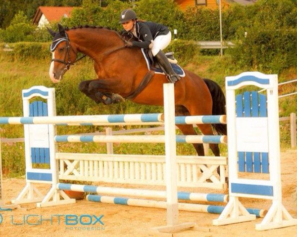 jumper Cosino Royal (Bavarian, 2004, from Cosino B)