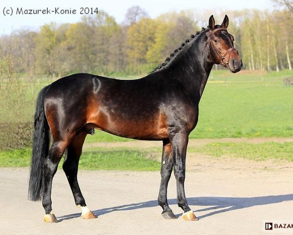 stallion Lenon (Westphalian, 2007, from Dream On)