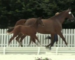 dressage horse Farina 1047 (Westphalian, 2014, from Feedback 16)