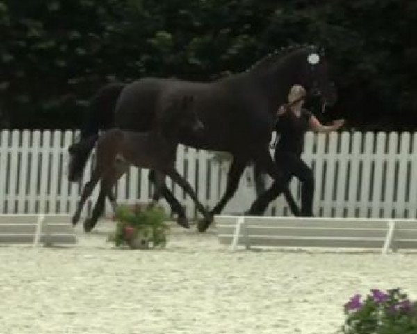 dressage horse Stute von Franziskus (Westphalian, 2014, from Franziskus FRH)