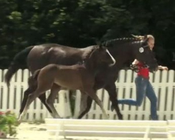 dressage horse Hengst von Sacre Coeur (Westphalian, 2014, from Sacre Coeur)