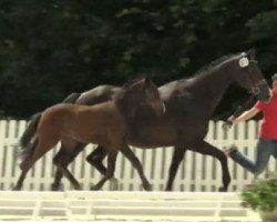 dressage horse Stute von Franziskus (Westphalian, 2014, from Franziskus FRH)