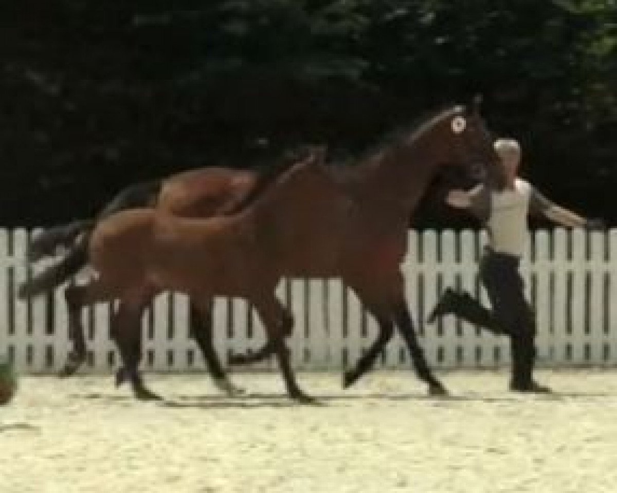 dressage horse Stute von First Selection (Westphalian, 2014, from First Selection)