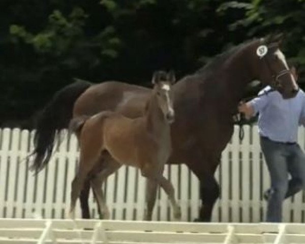 broodmare Stutfohlen von Cristallo II/ Lancer III/ Palisander (Westphalian, 2014, from Cristallo II)