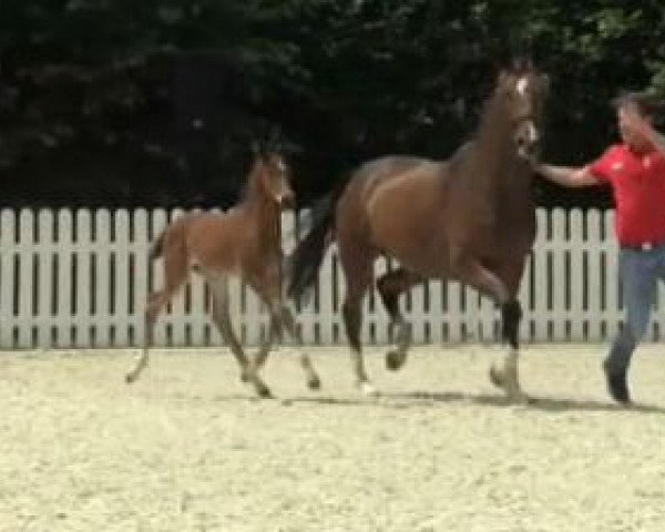 dressage horse Escoliano (Westphalian, 2014, from Escolar)