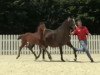 dressage horse Ella du Hans (Westphalian, 2014, from Escolar)