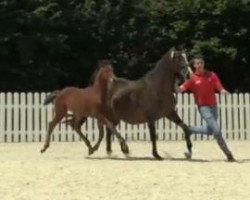 dressage horse Ella du Hans (Westphalian, 2014, from Escolar)