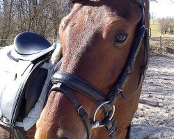 jumper Code name (German Riding Pony, 2007, from Cyriac WE)