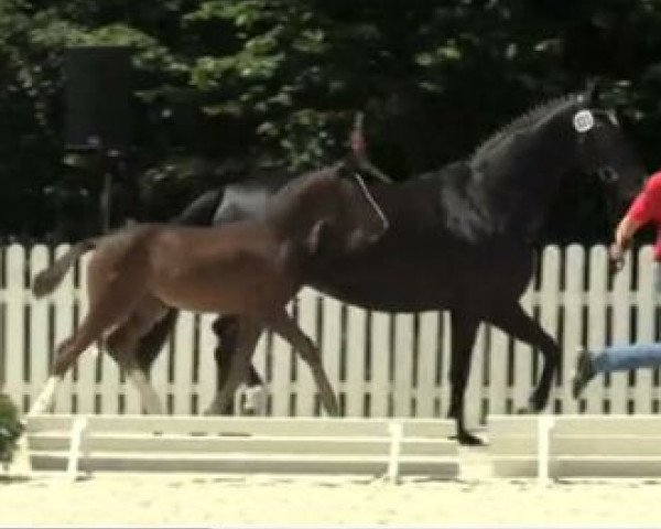 dressage horse Pour l'amour 8 (Westphalian, 2014, from Escolar)