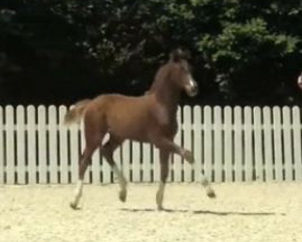 dressage horse Ever a Dance (Westphalian, 2014, from Escolar)