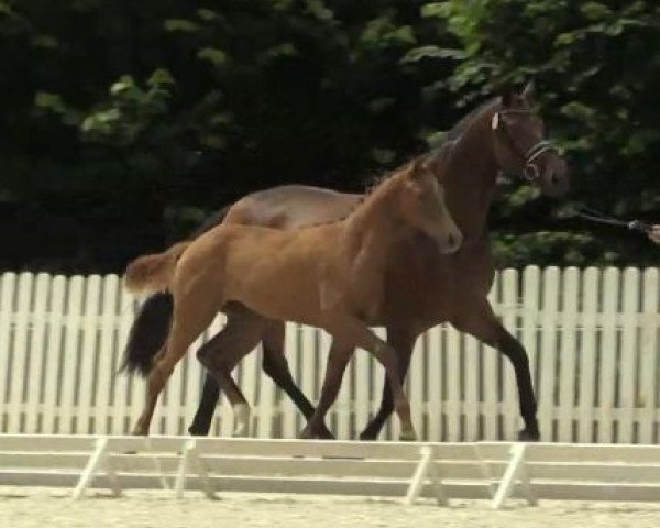 dressage horse Stute von Escolar (Westphalian, 2014, from Escolar)