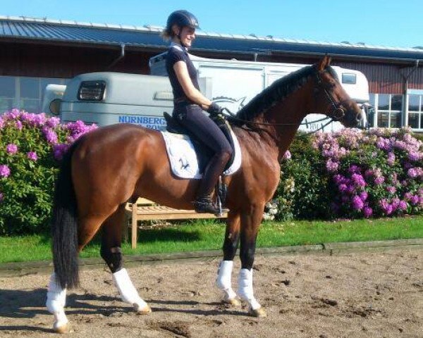 stallion Luis Gustavo 2 (Rhinelander, 2011, from Lord Carnaby)