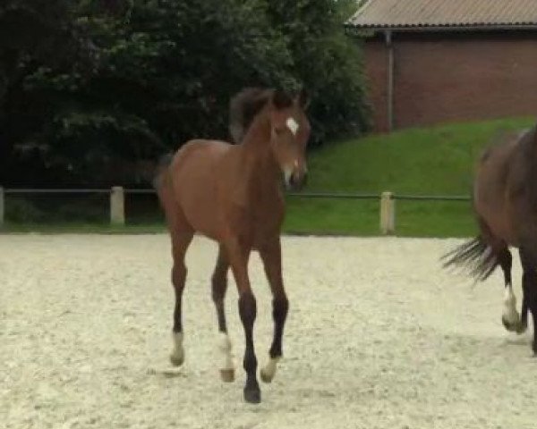 dressage horse Edeka (Westphalian, 2014, from Escolar)