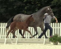 jumper Chloe Royal (Oldenburg show jumper, 2014, from Chaman)