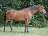 Zuchtstute Blue Fire Lady (Paint Horse, 1996, von Mr. Jet Max)