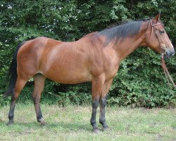 Zuchtstute Blue Fire Lady (Paint Horse, 1996, von Mr. Jet Max)