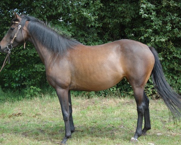 broodmare ICR Ziigwan Wabun (Oldenburg, 2009, from Lortino)