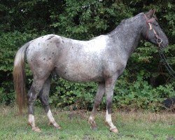 stallion ICR Wawbinace (Paint Horse, 2011, from Zinto)