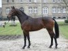 stallion Captain Chancy (Westphalian, 2006, from Captain Fire)
