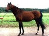 stallion Fetisas (Trakehner, 1993, from Veterok)
