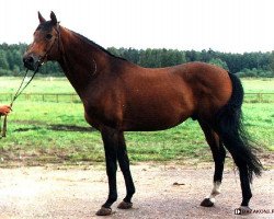 stallion Fetisas (Trakehner, 1993, from Veterok)