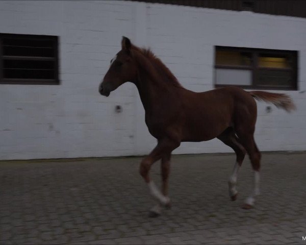 Video of Vigo Royal R