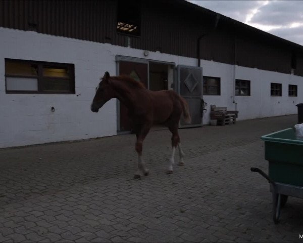 Video of Vigo Royal R