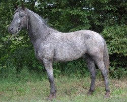 horse ICR Zhaawan (Paint Horse, 2009, from Zinto)