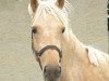 broodmare Nahani (Palomino,  , from Nuget)