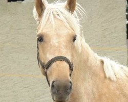 broodmare Nahani (Palomino,  , from Nuget)