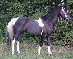 horse Zinto (Pinto/Kleines Reitpferd, 1999, from Champ)