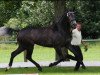 broodmare Coeur de Cologne (Hanoverian, 2011, from Clinton H)