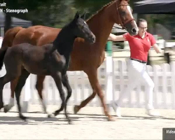 Video of Calasso PU