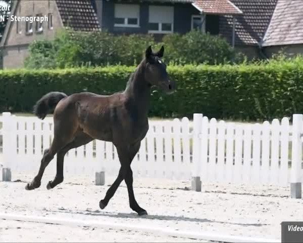 Video of Calasso PU