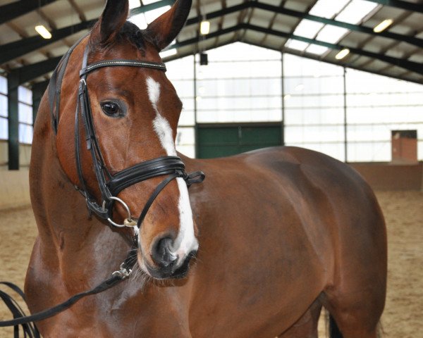dressage horse Cherry Lady 8 (Hanoverian, 2004, from Conteur)